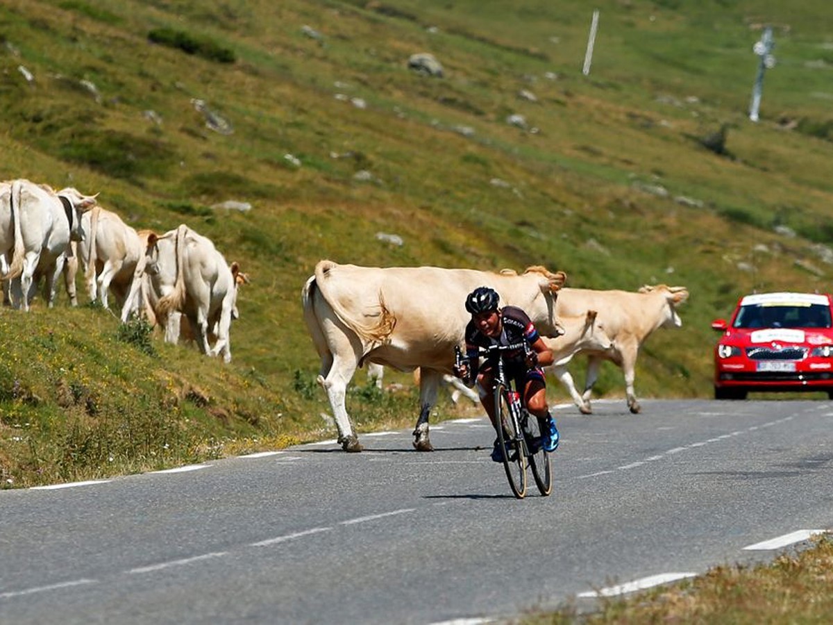 Cyklista vo veľkej rýchlosti obieha stádo kráv