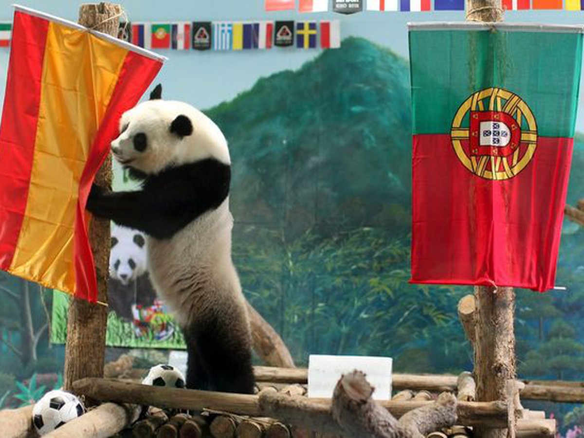 Panda Lin Ping tipuje na víťazstvo Španielsko
