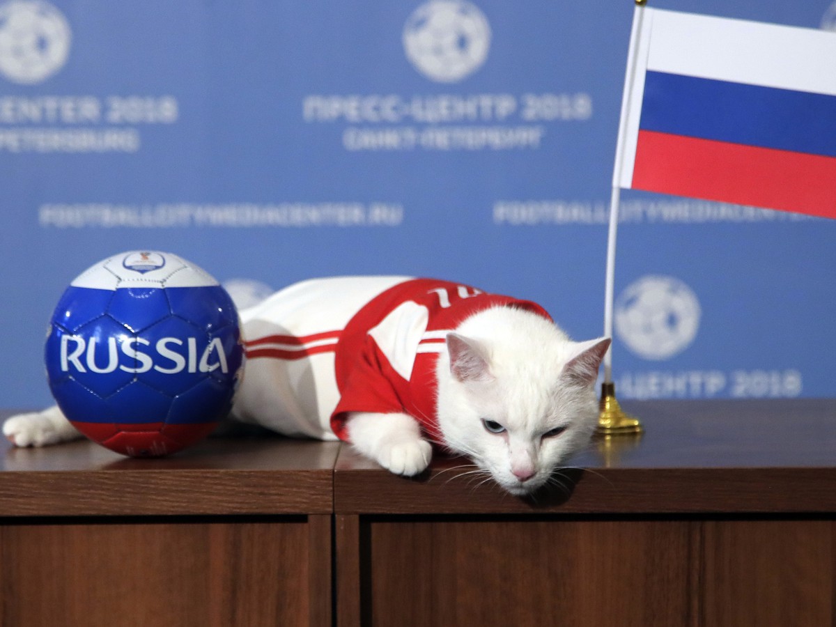 Kocúr Achilles predpovedá zápasy futbalových majstrovstiev sveta v Rusku