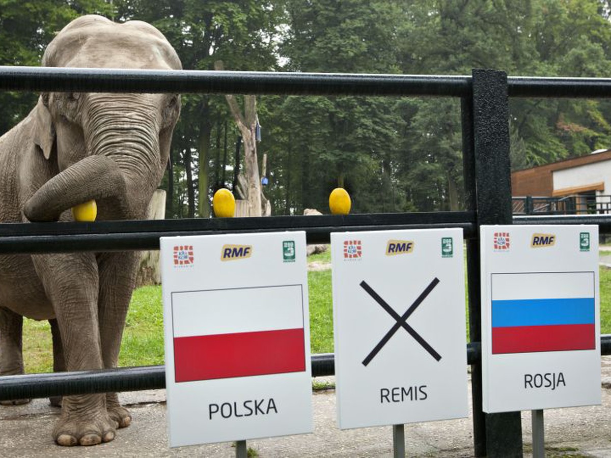 Slonica Citta ´prognózuje´ zápas Poľsko - Rusko
