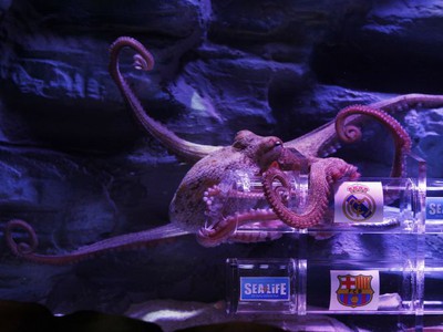 Chobotnica Iniesta predpovedá víťazstvo