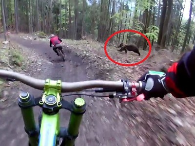 Medveď zaútočil na horských cyklistov