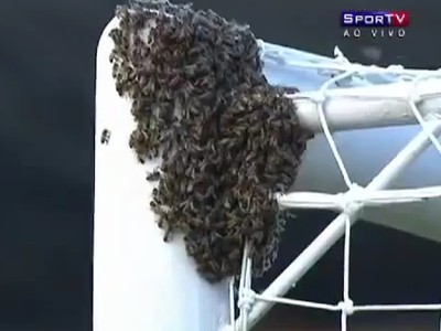 Včelí roj usadol na