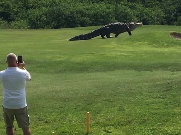 Na golfovom ihrisku sa prechádzal gigantický aligátor