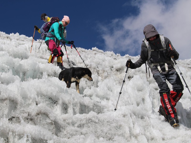 Túlavý pes vystúpil s Američanmi na sedemtisícovku v Himalájach