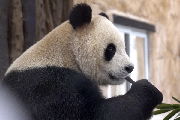 Štvorročný samec pandy veľkej